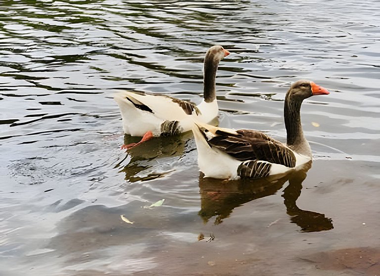 Studio Brasília 122