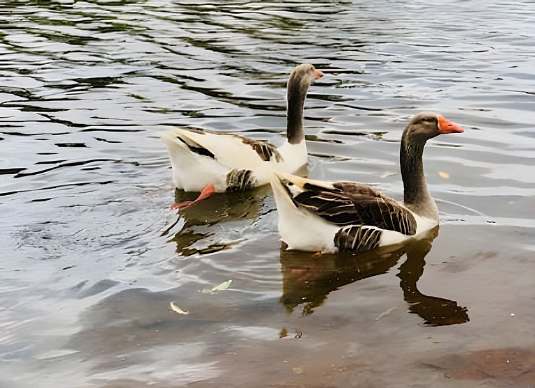 Conforto e praticidade no coração de Brasília